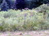 But there's no pit?  We were probably the only campers to have a place to pee that you didn't hate having to go to. This is the place.
