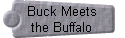 Buck Meets
the Buffalo