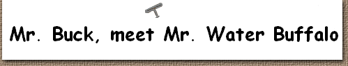 Mr. Buck, meet Mr. Water Buffalo